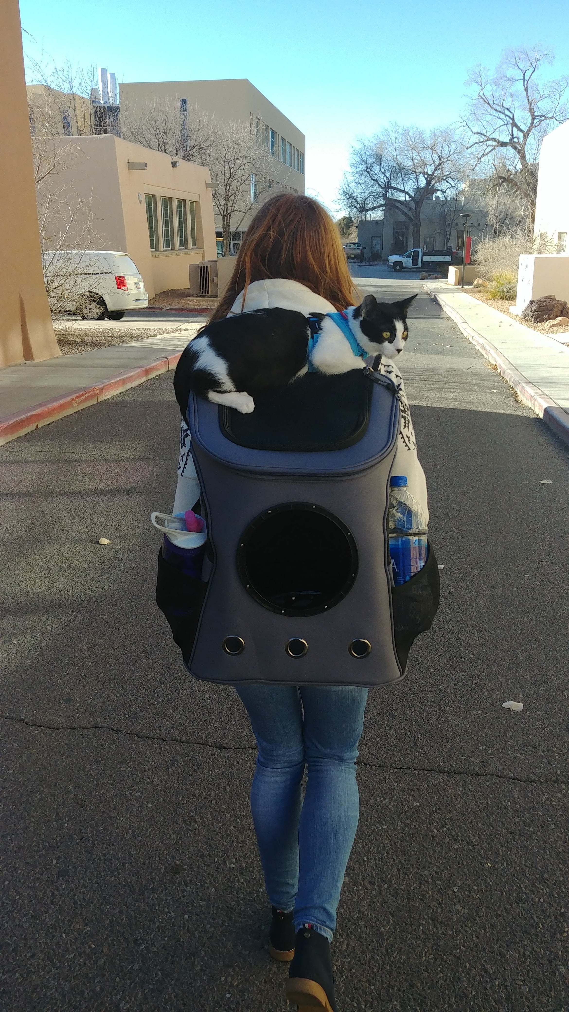 Nori and Hiro: Your Cat Backpack Featured Feline