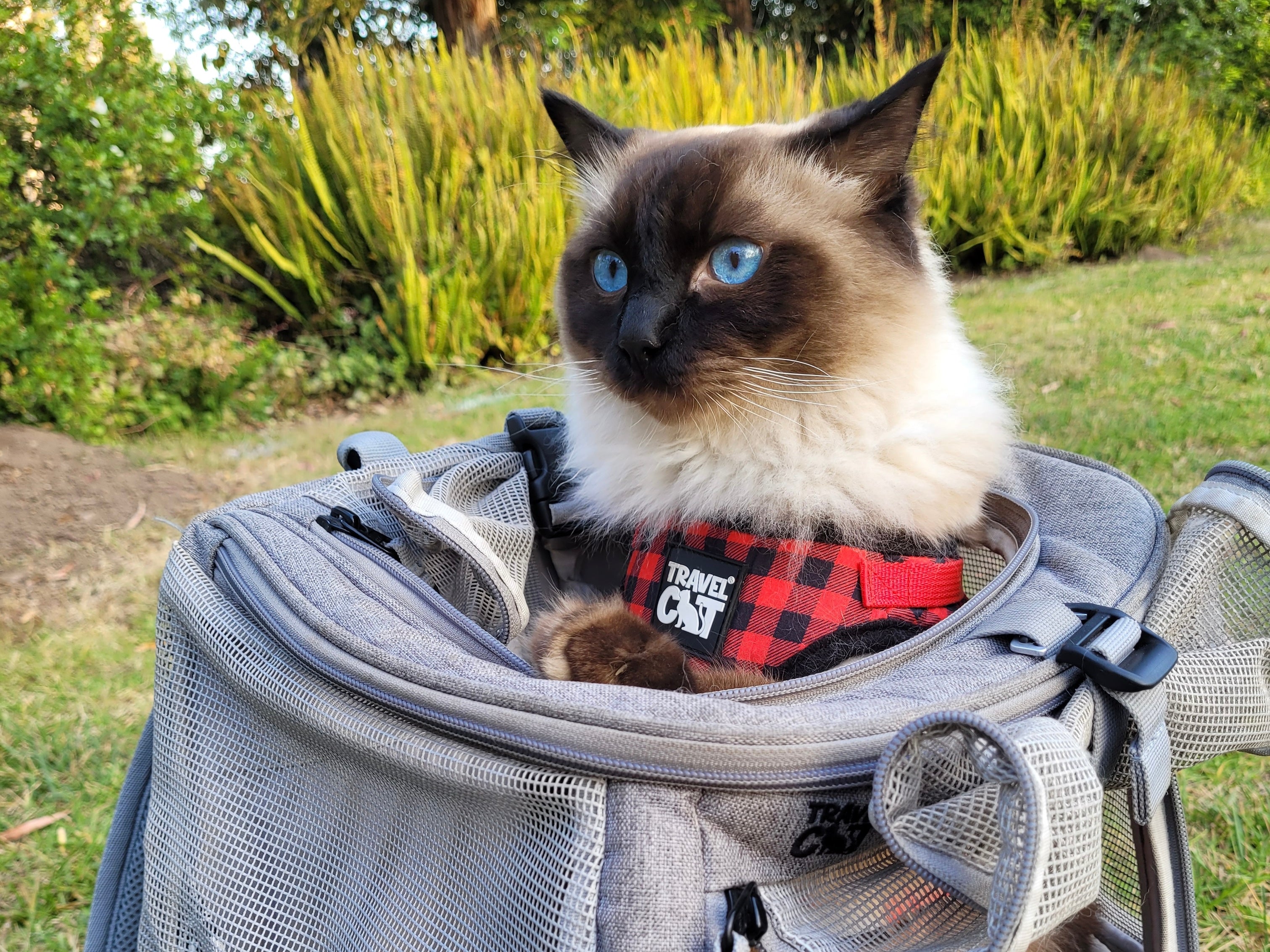 Featured Feline: Loki's Hiking Feats and Clubhouse Chronicles