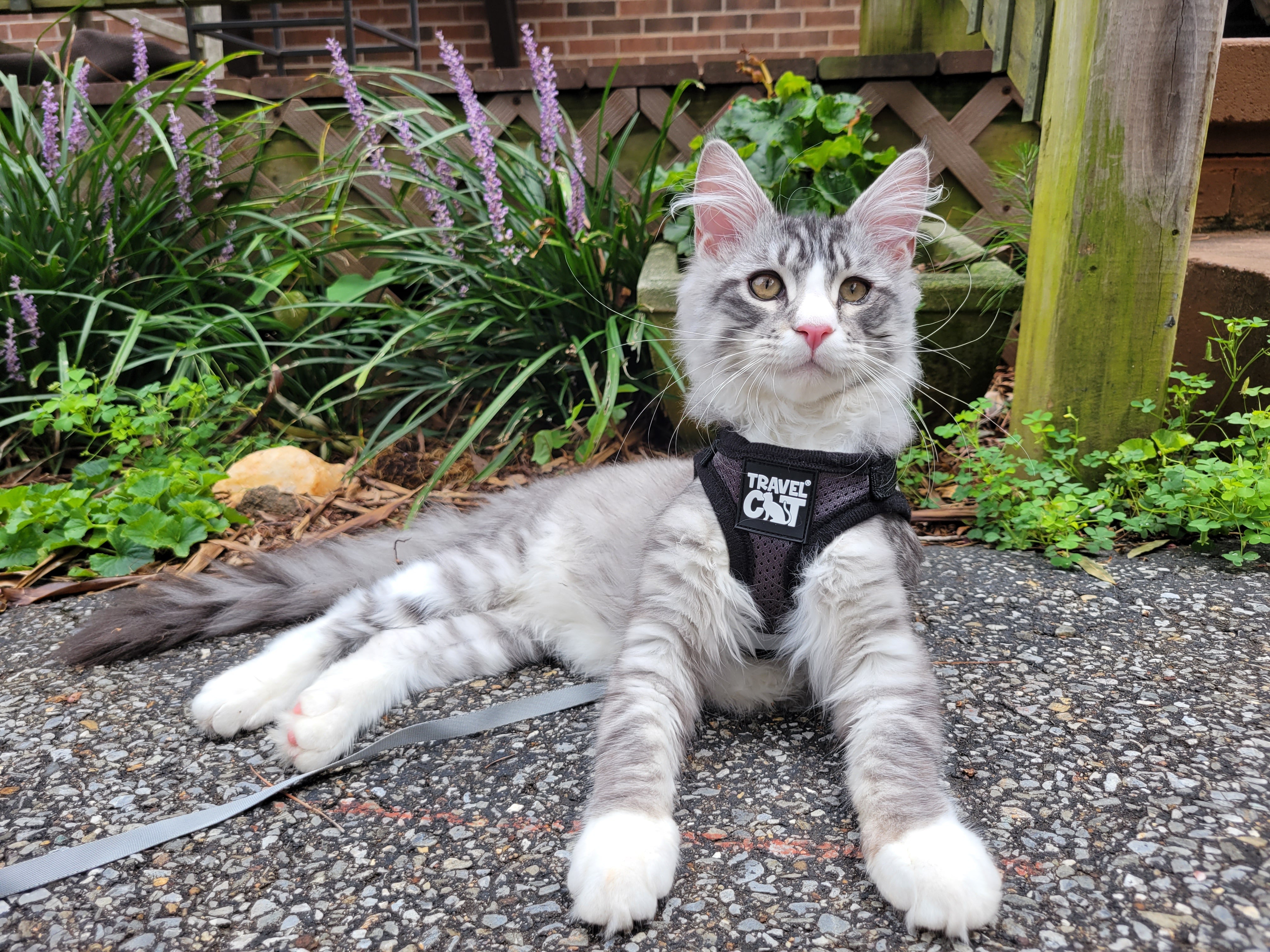 Travel Cat Tuesday: Colossus the Mighty Mini Kitty