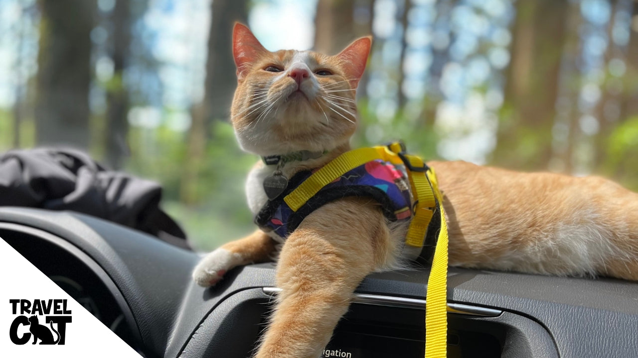 Preparing Your Cat for Car Travel at the Travel Cat Summit