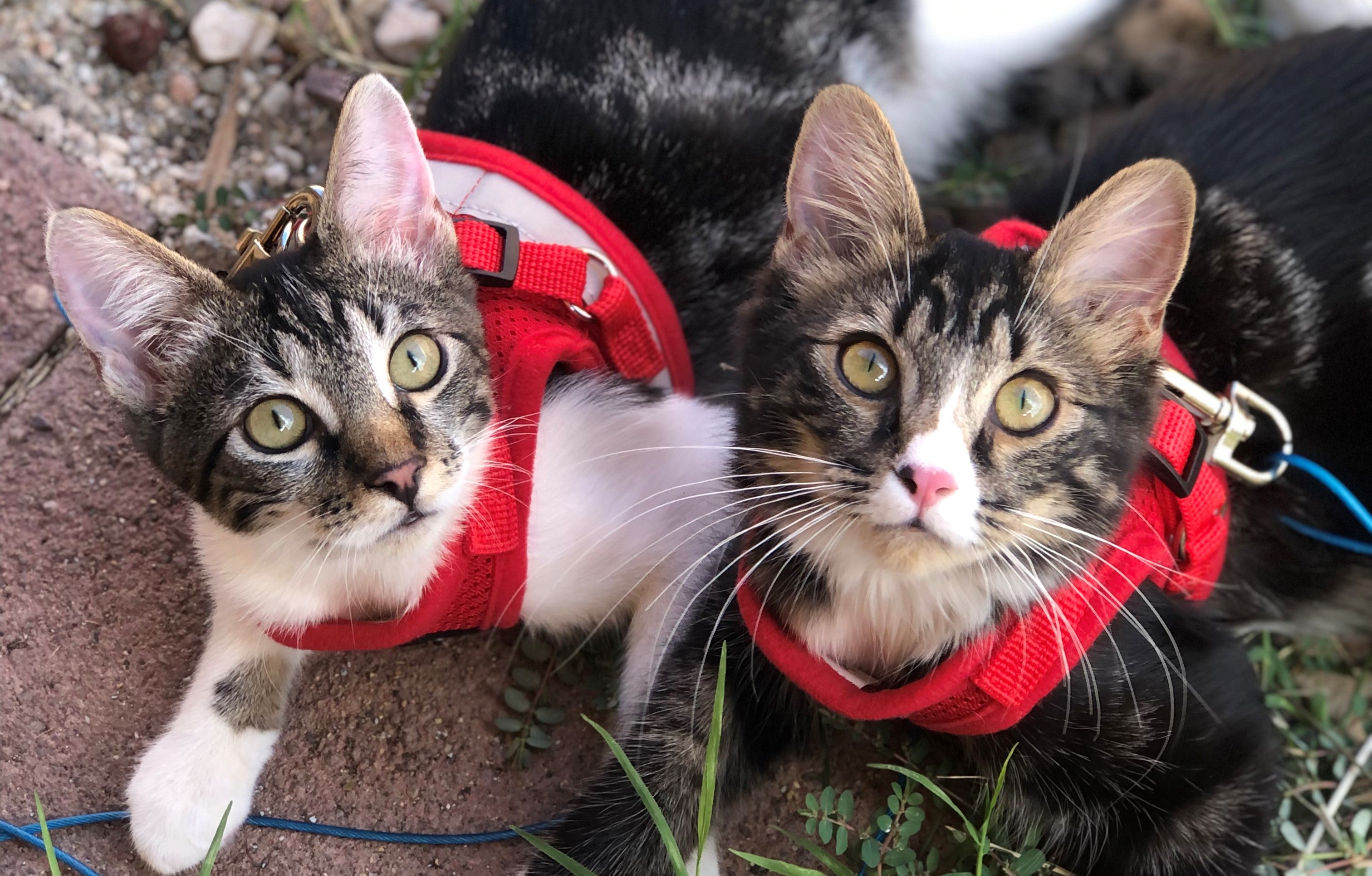 How to TNR or Foster a Cat!