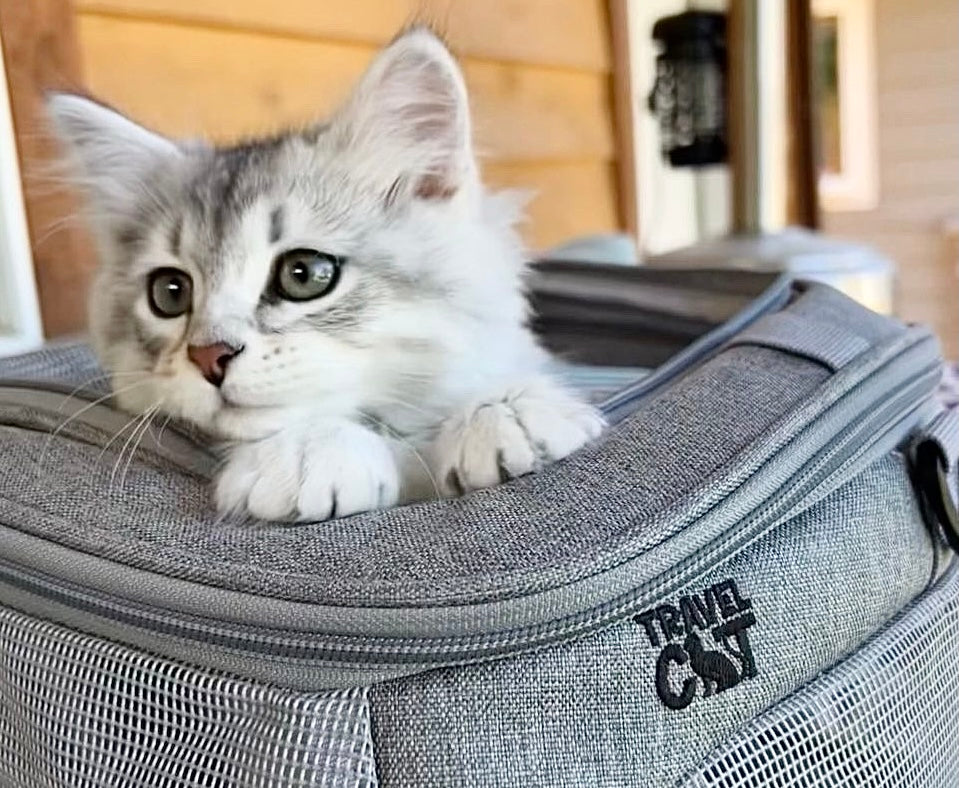 Travel Cat Tuesday: The Mystical, Majestic Jefe