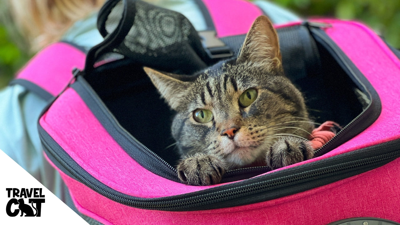 Working with Older Cats - TIPS From Experienced Cat Trainers at the Travel Cat Summit