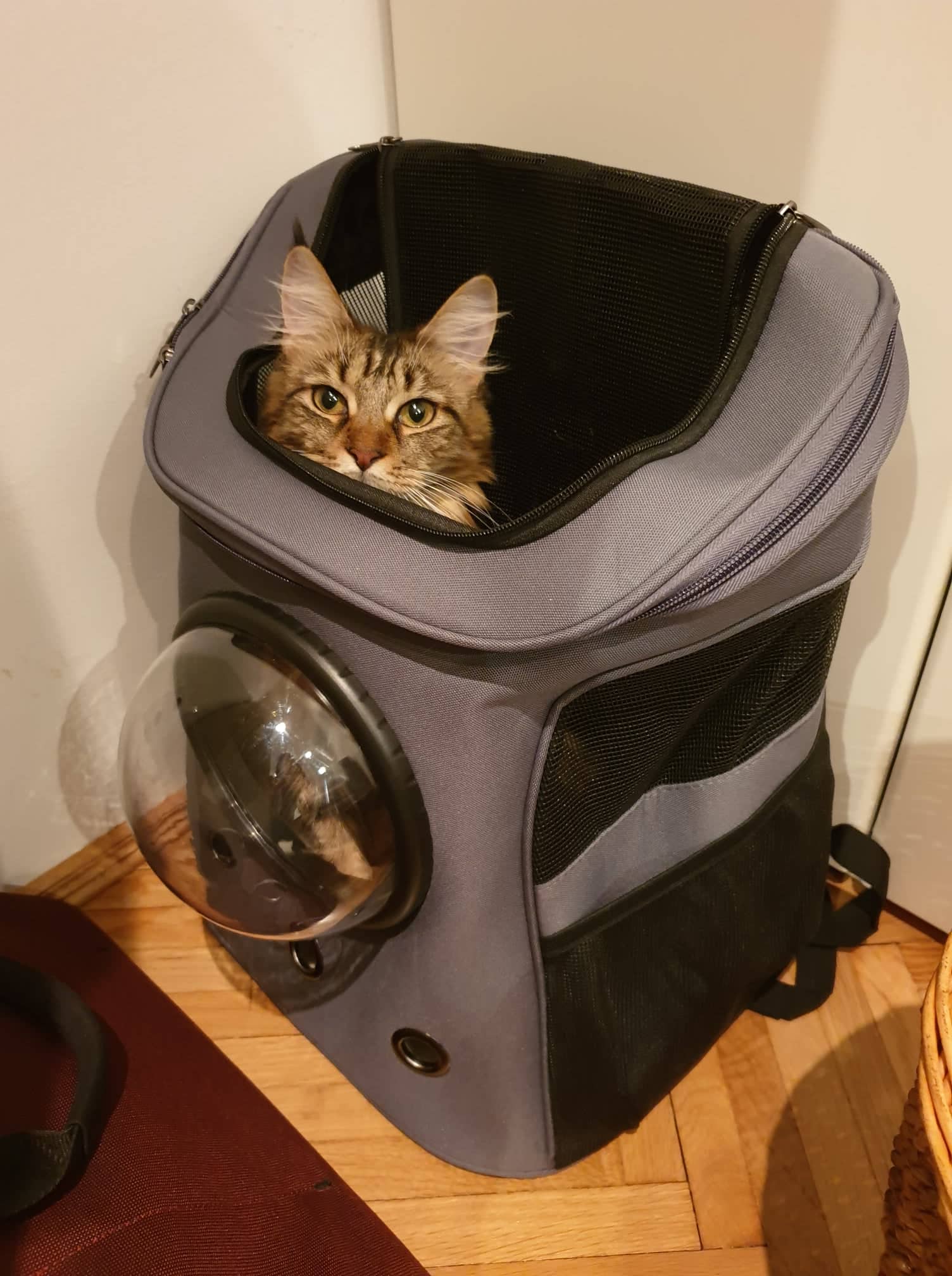 Monad / Reka Limbay: Your Cat Backpack Featured Feline