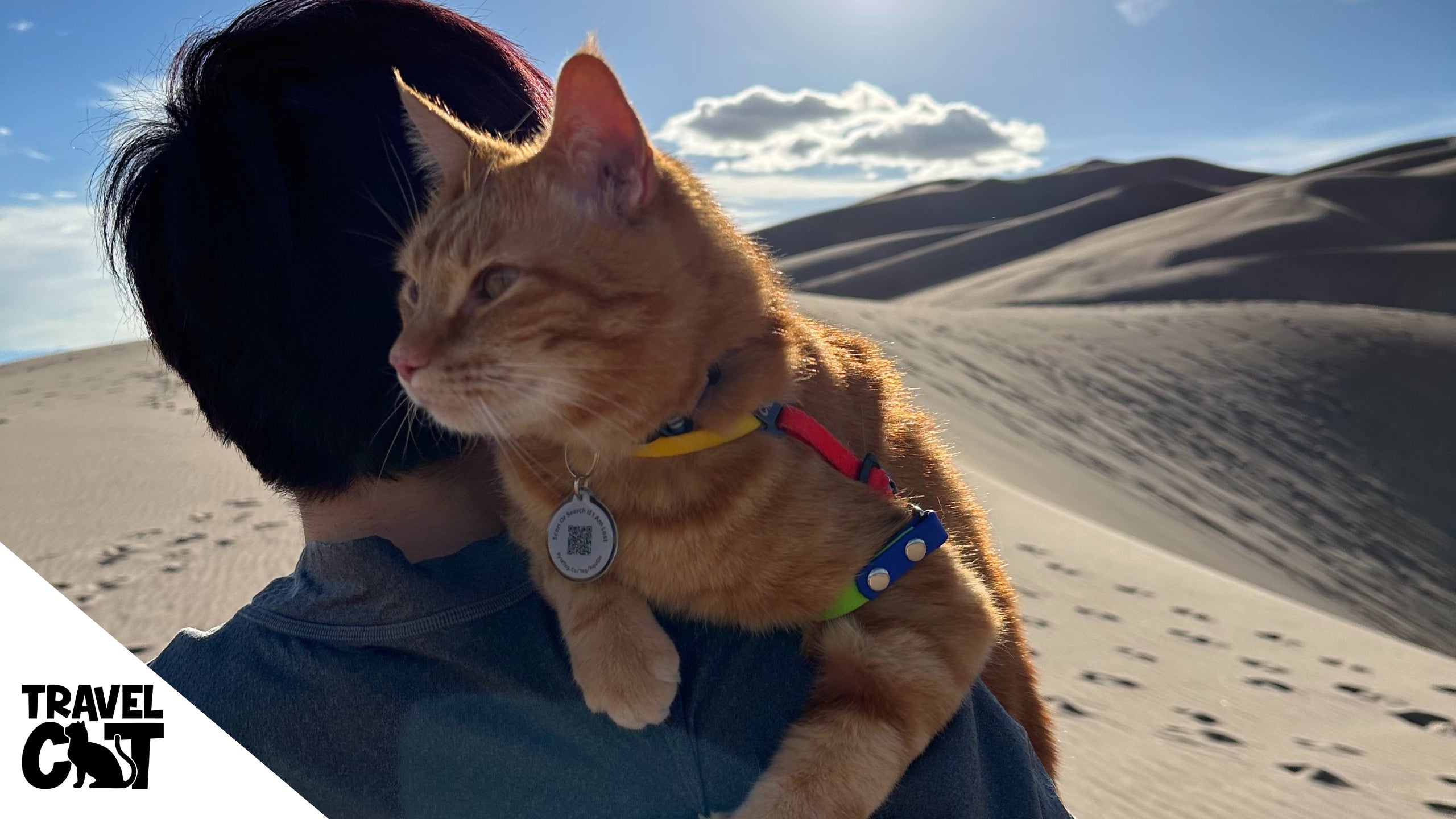 How to Travel the WORLD with Your Cat at the Travel Cat Summit