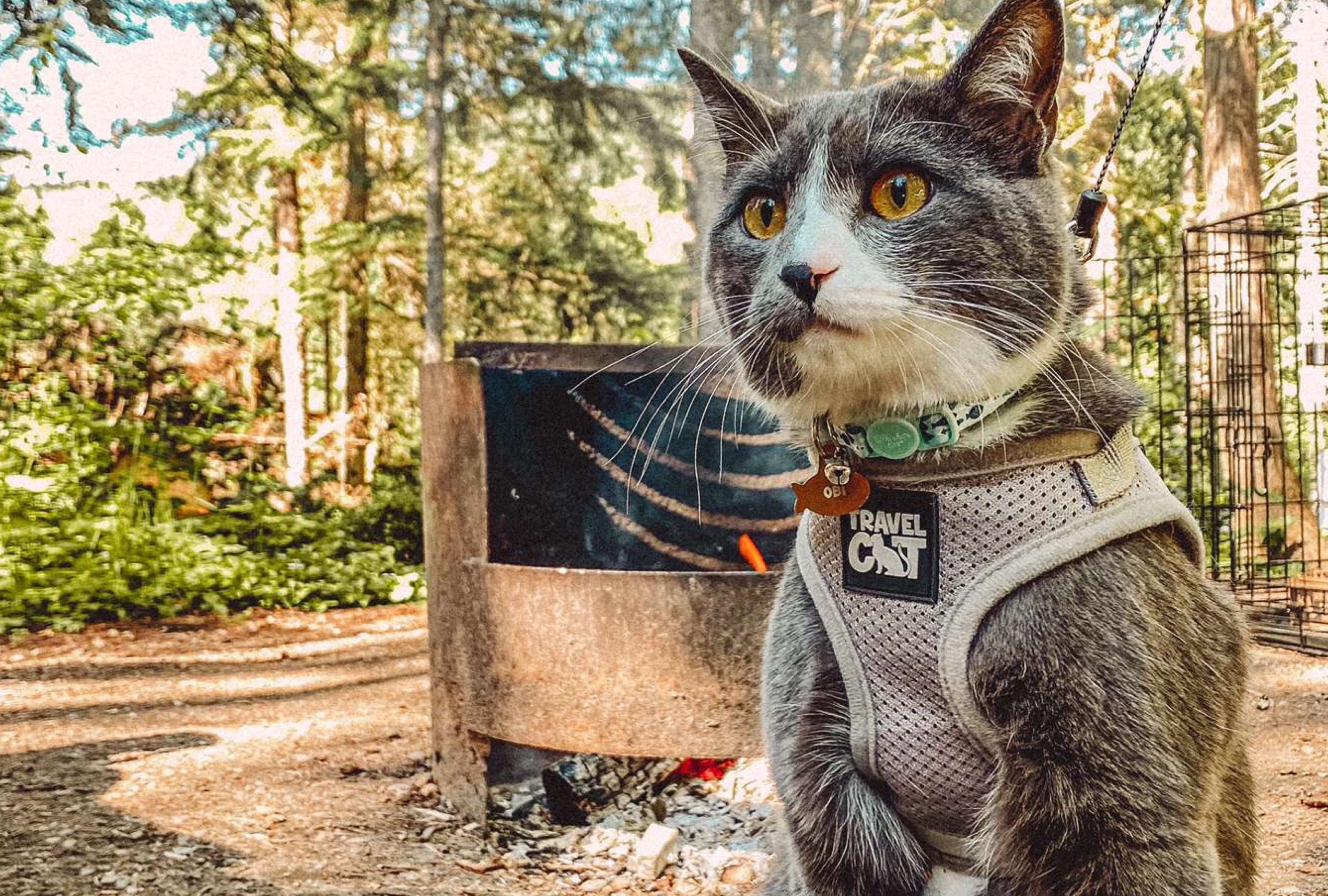 Travel Cat Tuesday: Outdoor Obi the Kayaking Kitty