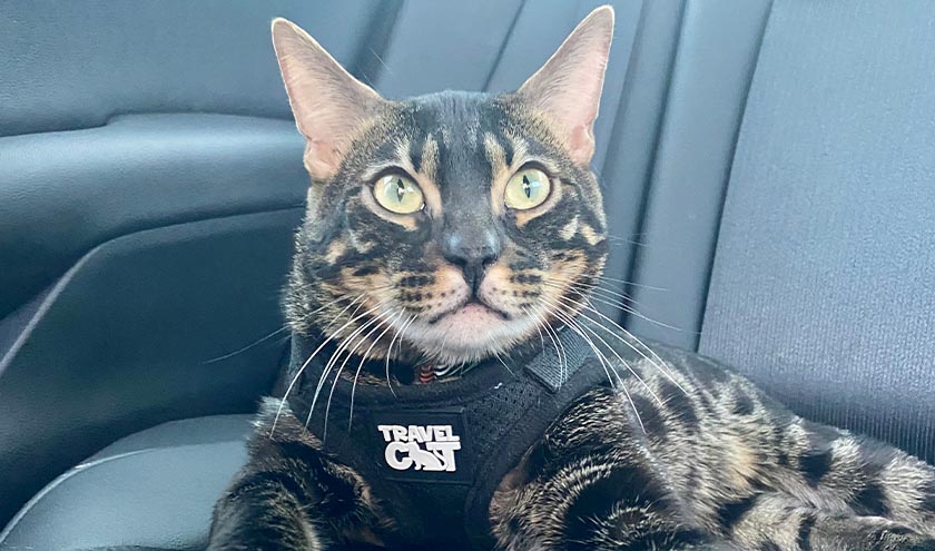Going on a Road Trip with Your Cat? Here's What You Should Know