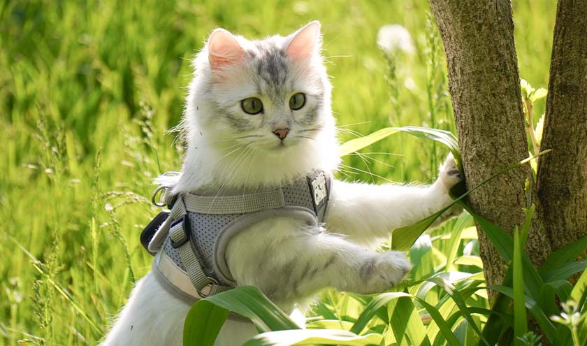 How Having a Cat Improves Mental Health