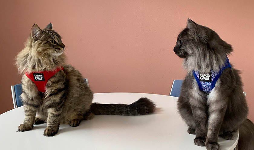 How to Stop Your Cat from Scratching Furniture: 6 Proven Tips
