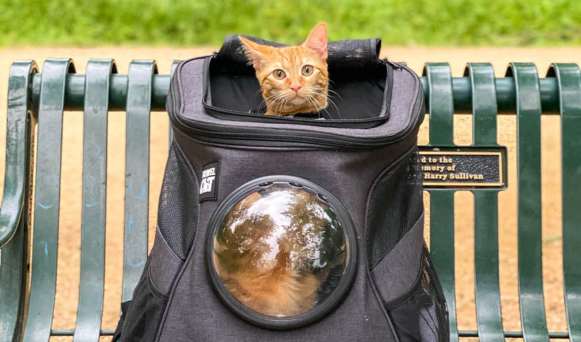 Are Cat Backpacks Safe?