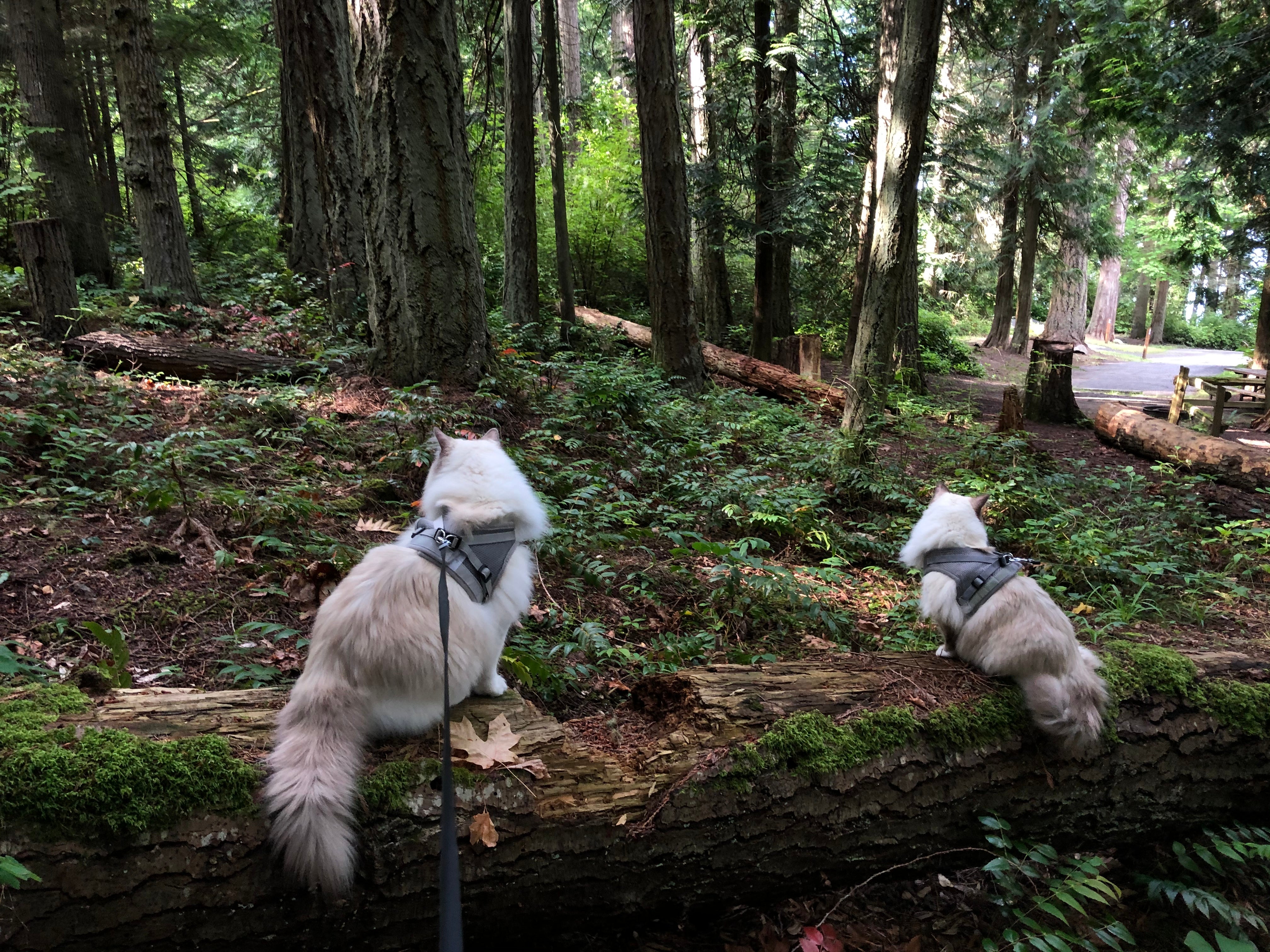 Tips from Cat Parents Who Have Taken These Adorable Kitty Siblings to 15+ National Parks