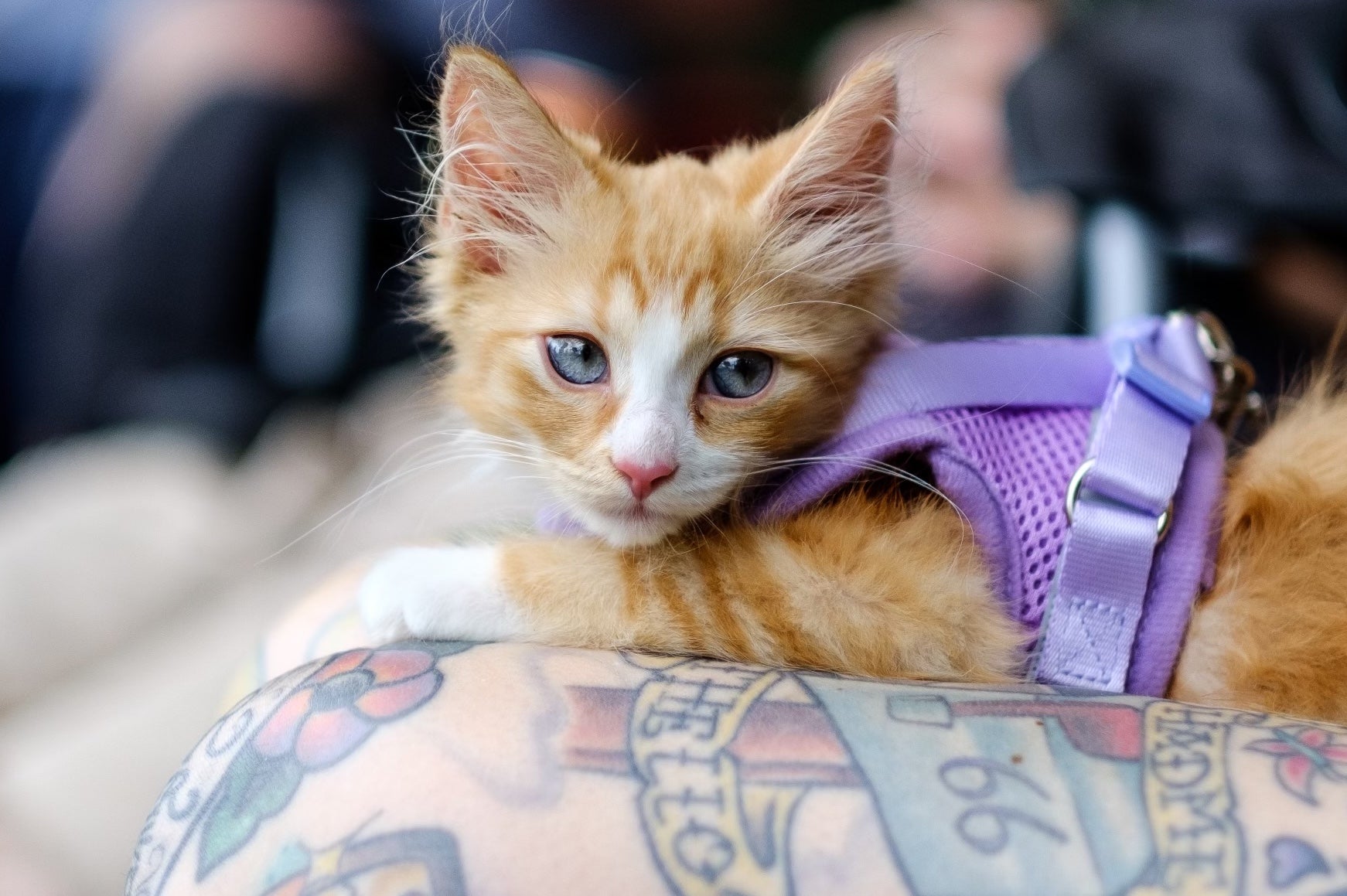 15 Cuddly Kittens You'll Want to Snuggle All Day