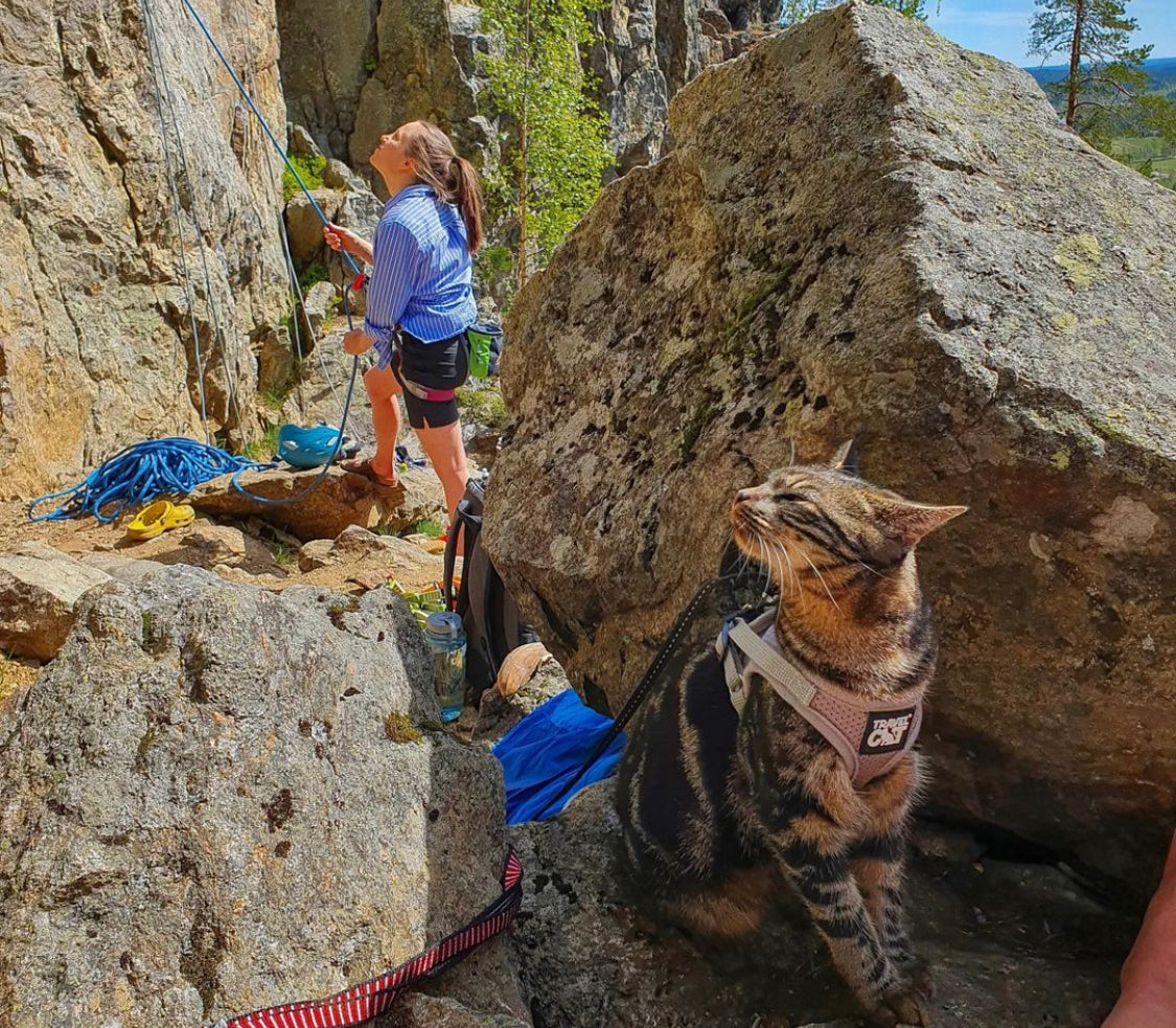 Ciri the Adventure Kitty Who Goes Camping in Sweden