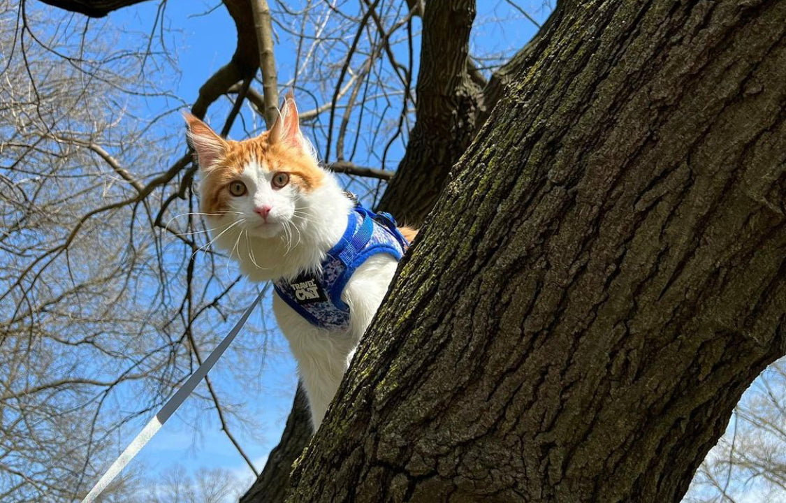 Travel Cat Tuesday: Meet Rocco, the Art-Loving City Kitty