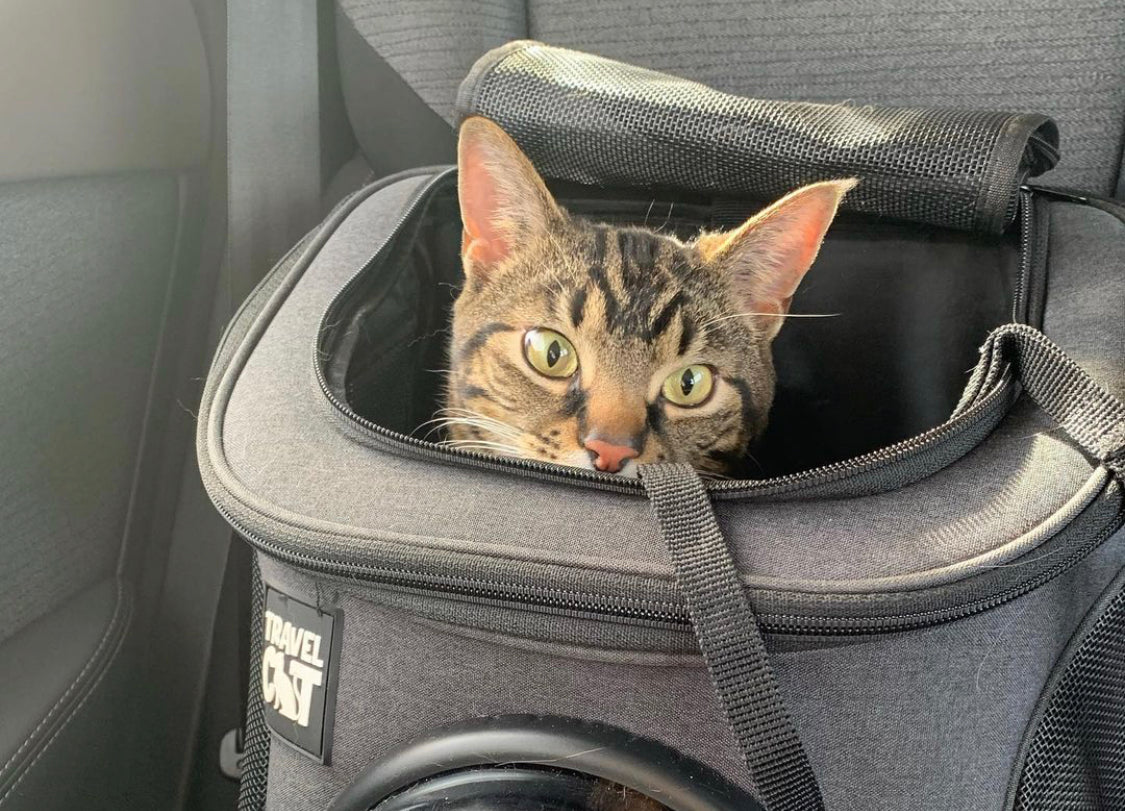 Travel Cat Tuesday: Meet Lily & Leo, the Best Tabby Sibs