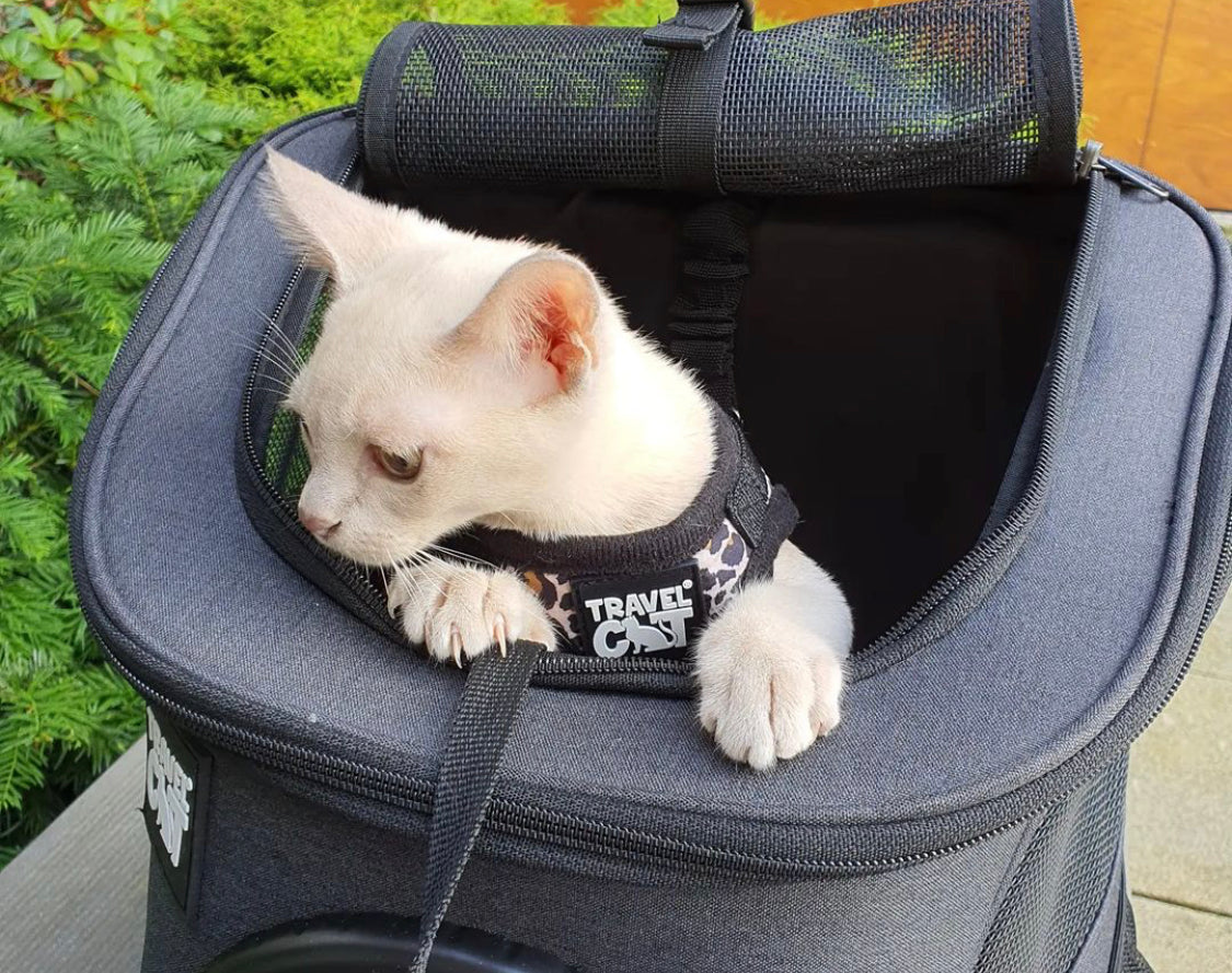 Travel Cat Tuesday: Odin Skywalker, the Star Wars Adventure Cat