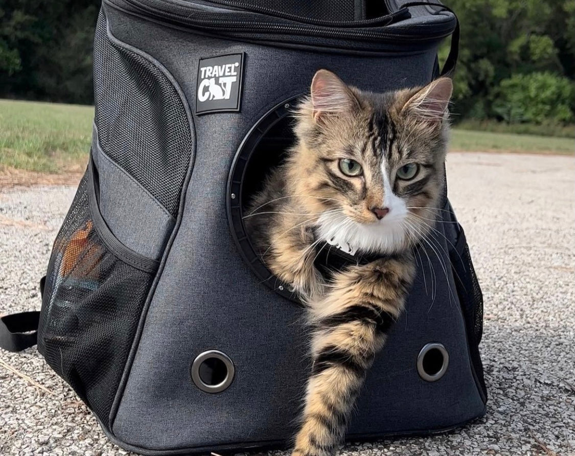 Travel Cat Tuesday: Trick-and-Treat with Toby and Angel