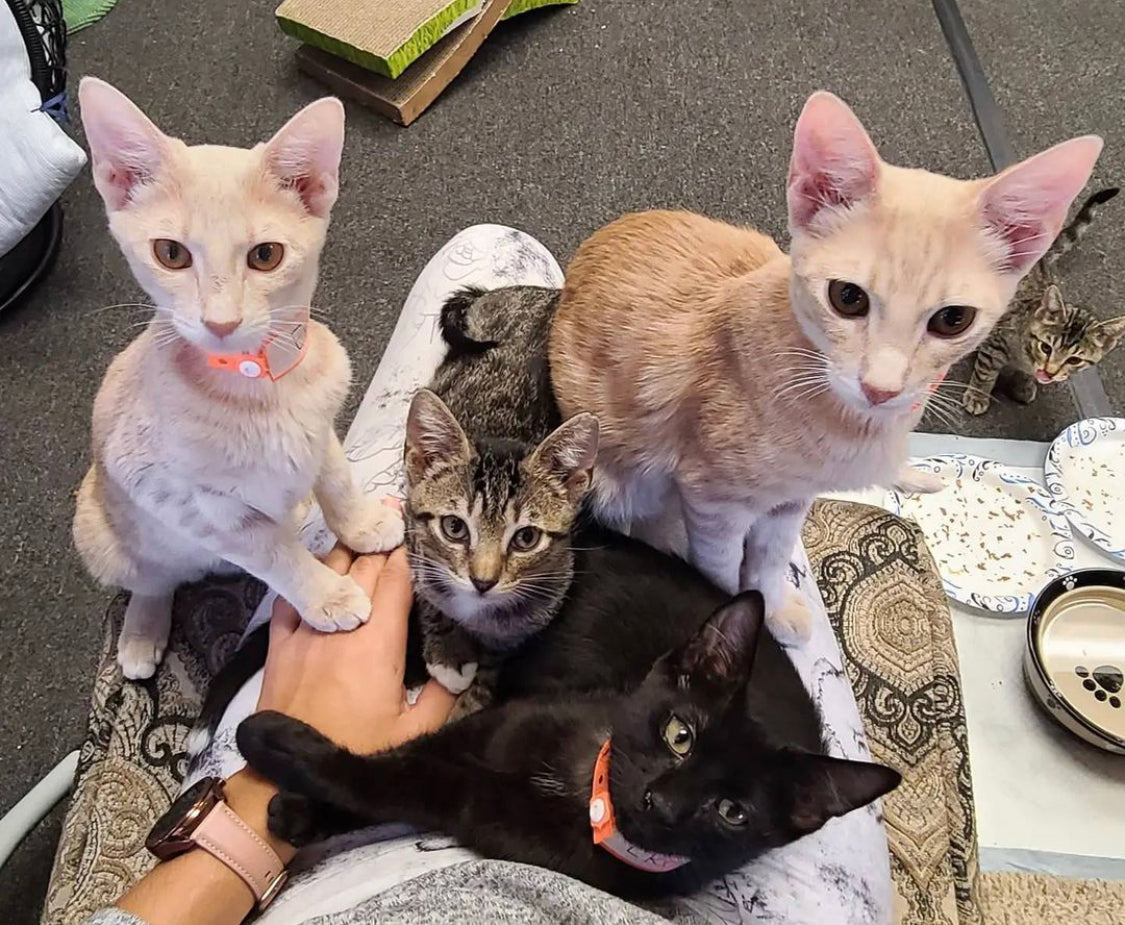 Travel Cat Tuesday: KAT Charity from Hawaii