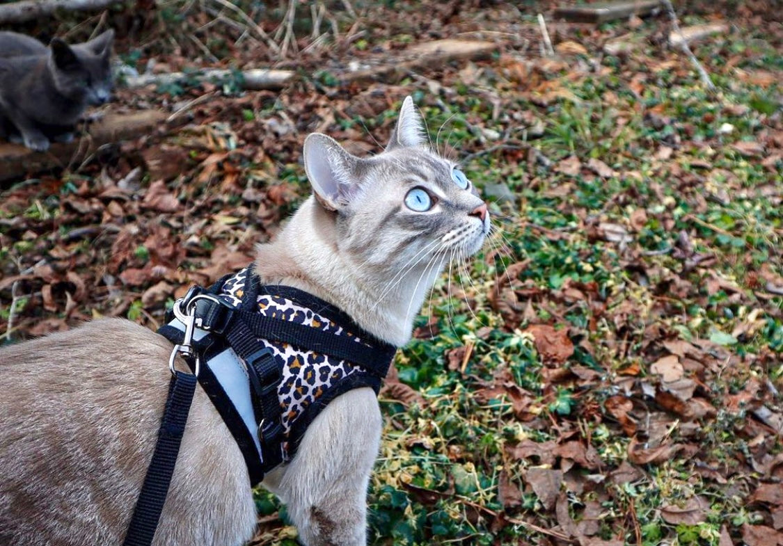 Travel Cat Tuesday: Talulah, the Wonderful Wanderer