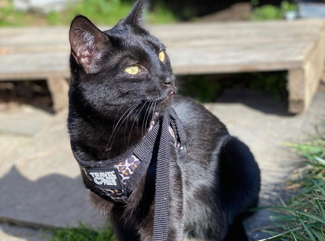 Travel Cat Tuesday: Bruno, Luna, and Cali, Meowdels-in-Training