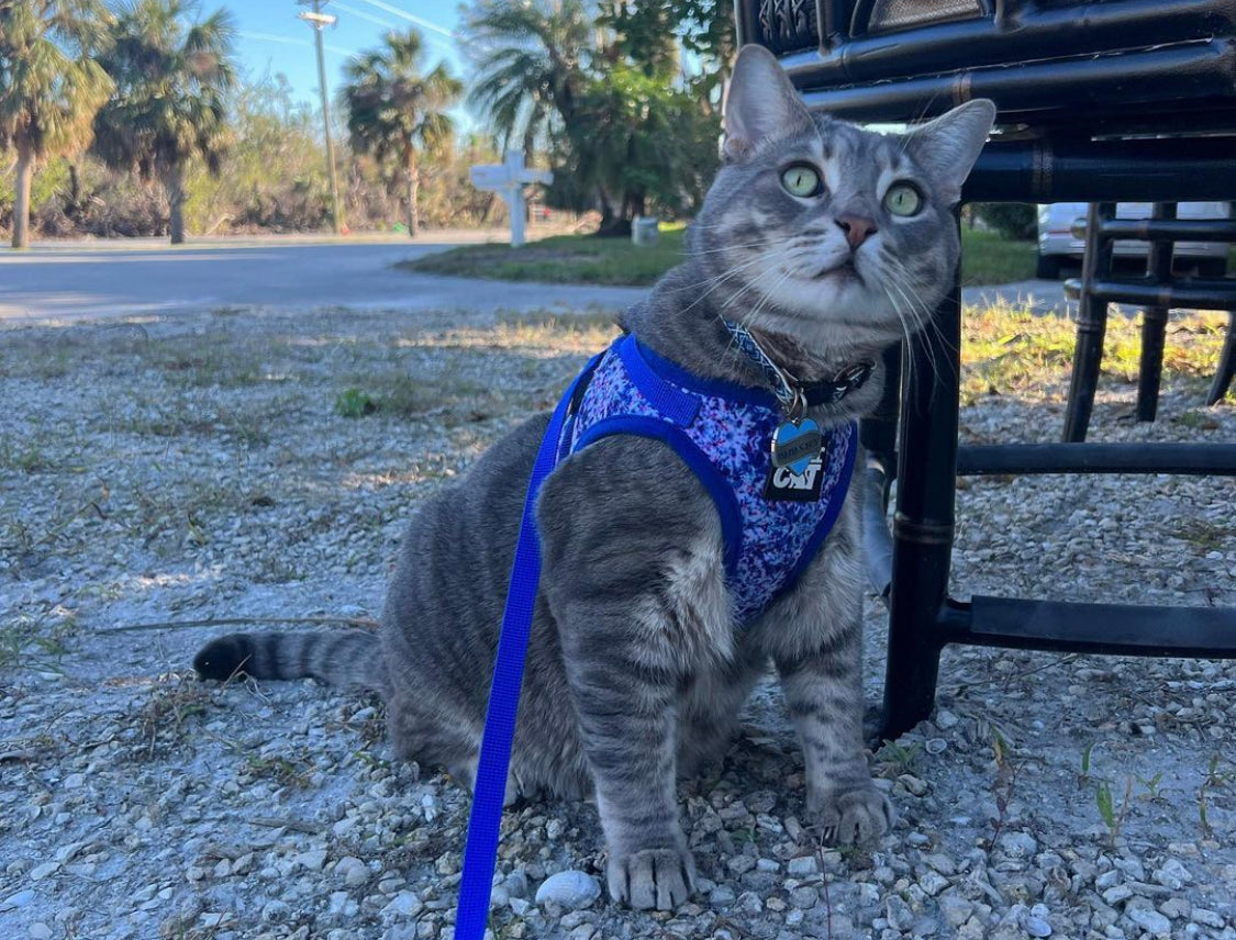 Travel Cat Tuesday: Dali and Ramsey, Beach-Loving Kitty Duo