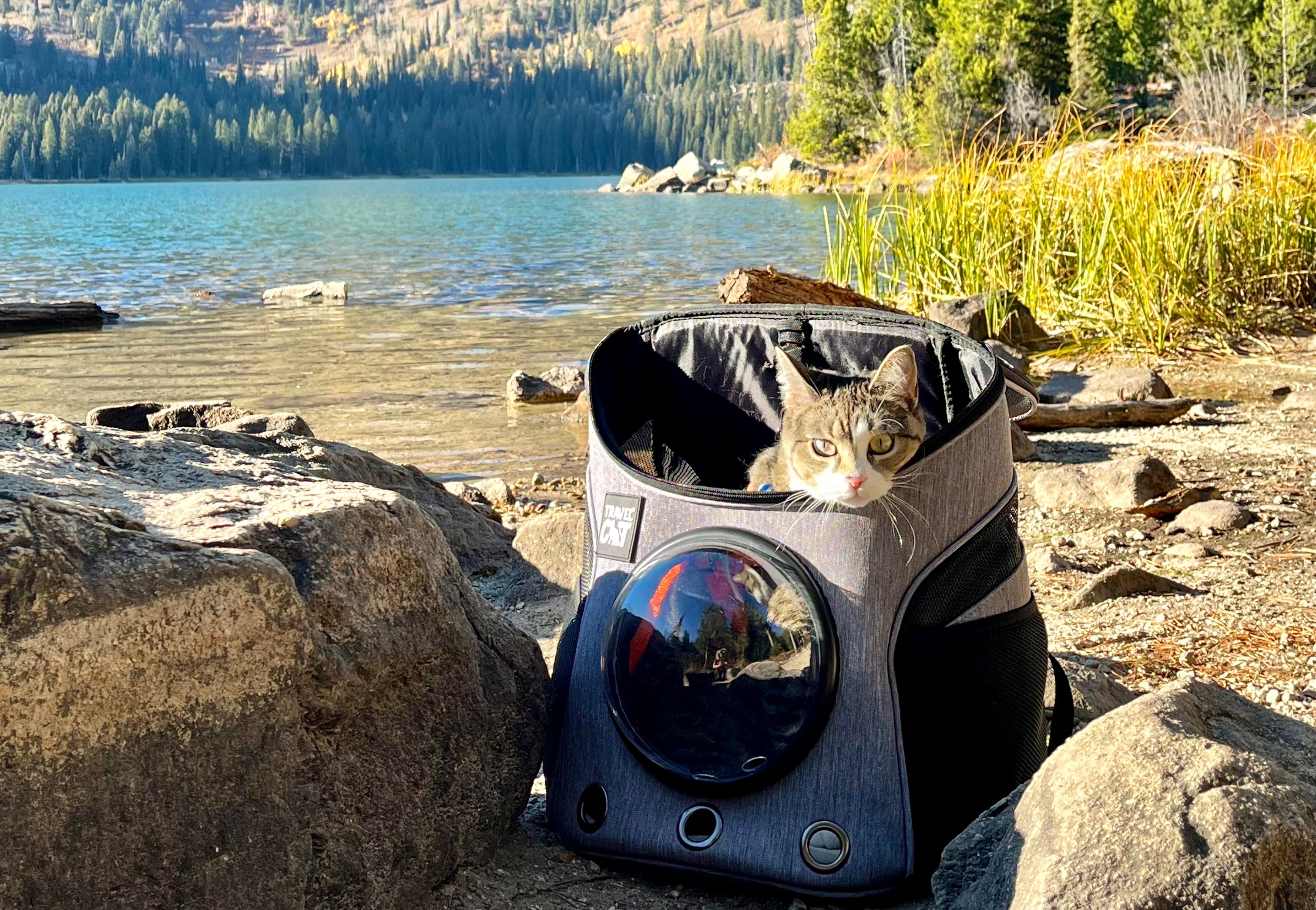Which U.S. National Parks Allow Cats? A Complete Guide to All 63 Parks