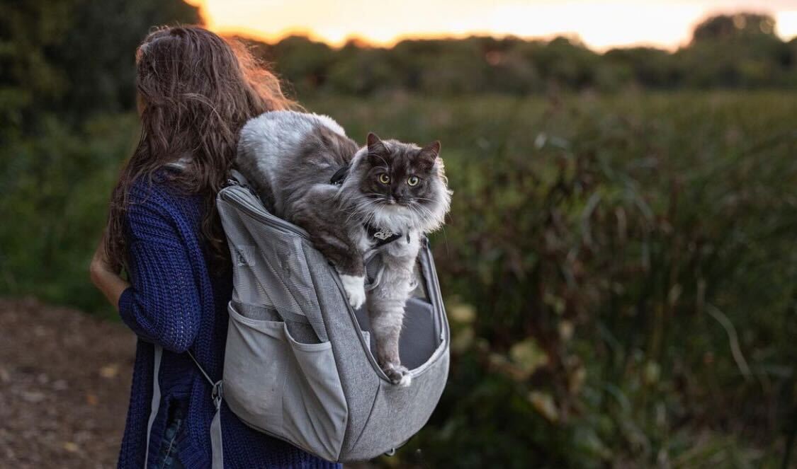 Travel Cat Tuesday: The Magical McFloofypants Trio