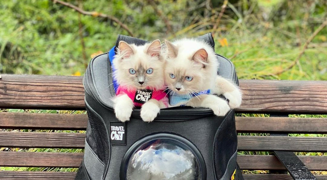 Travel Cat Tuesday: Gus & Leeloo, Nature-Loving Besties