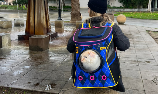 6 Things To Do Before Taking Your Cat Outside for the Purrfect Adventure