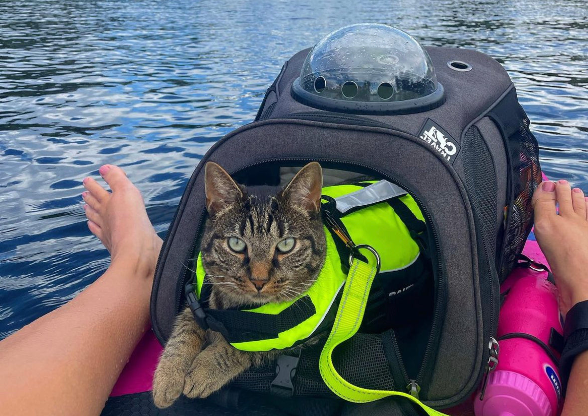 Travel Cat Tuesday: Meet Max, the Water Sport Kitty from Norway