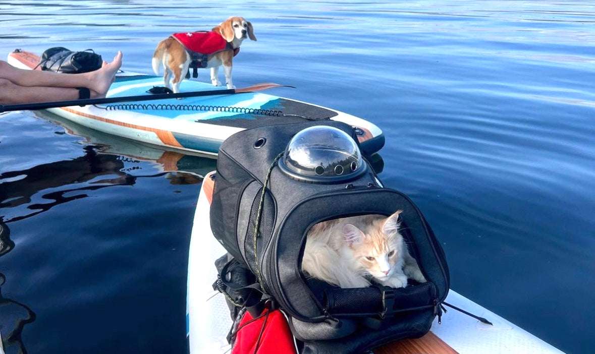 Travel Cat Tuesday: Apollo the Paddleboarding Golden Kitty
