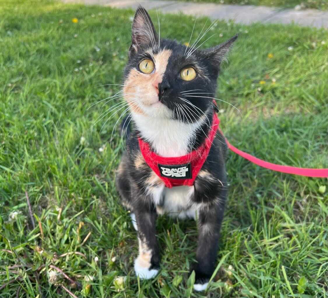 Travel Cat Tuesday: Meet Beth and Cleo, Outdoor Extraordinaires