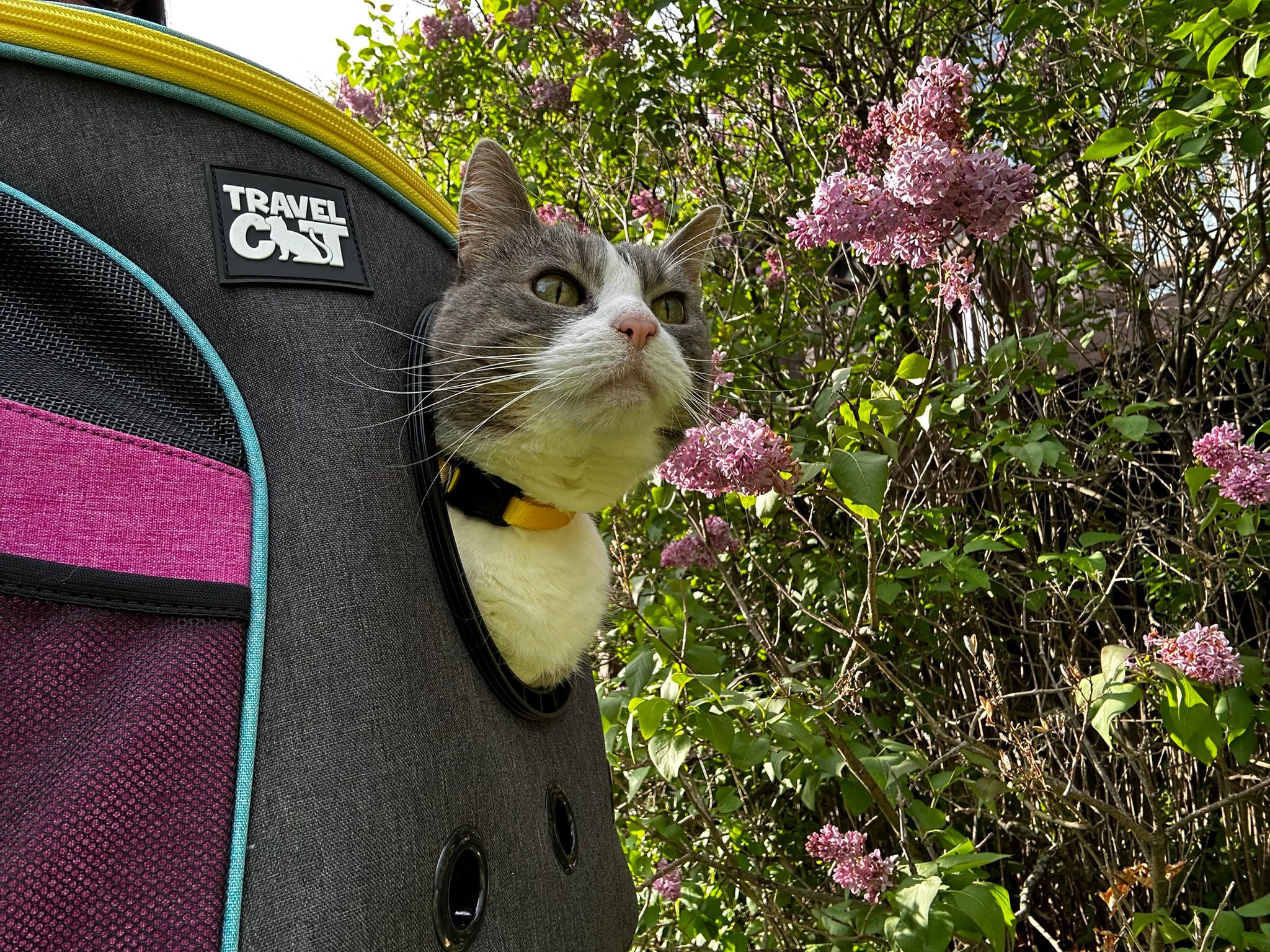 Understanding Hypertrophic Cardiomyopathy (HCM) in Cats: What Every Cat Parent Should Know