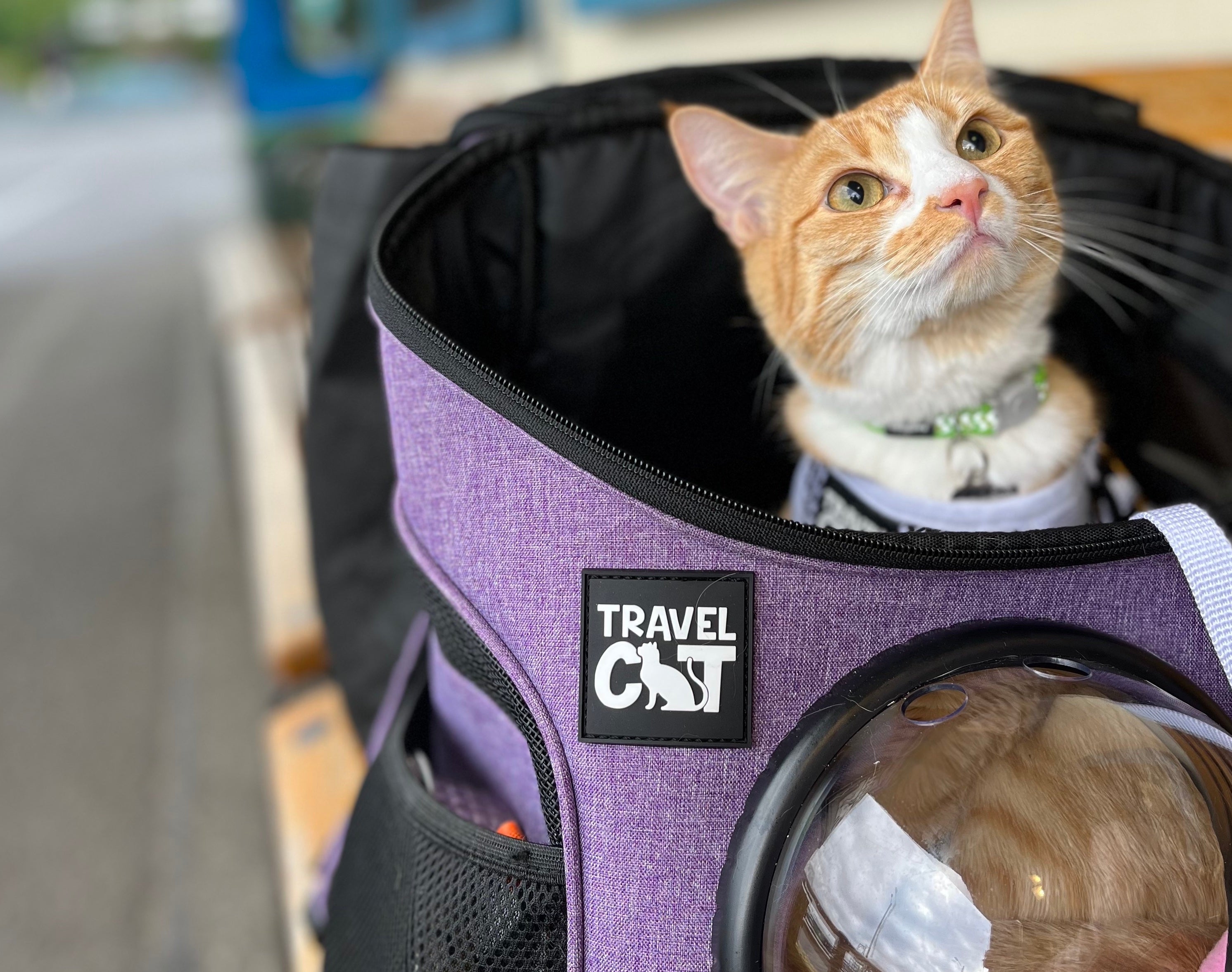 How to Backpack Train Your Cat