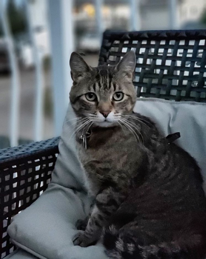 Catstomer Adoption Stories: Andi and Jules