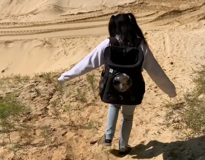 Travel Cat Tuesday: The Cutest TikTok Kitty