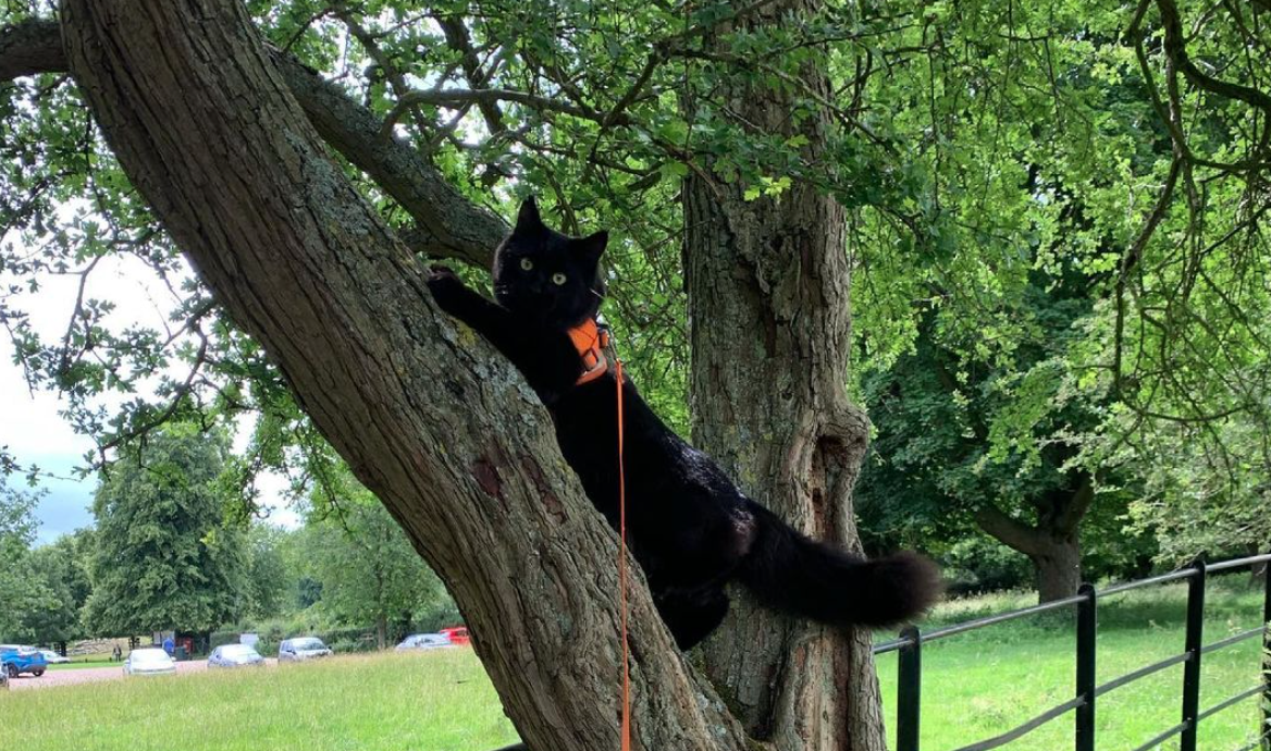 Travel Cat Tuesday: Meet Bunbury, the Siberian Cat from the UK!