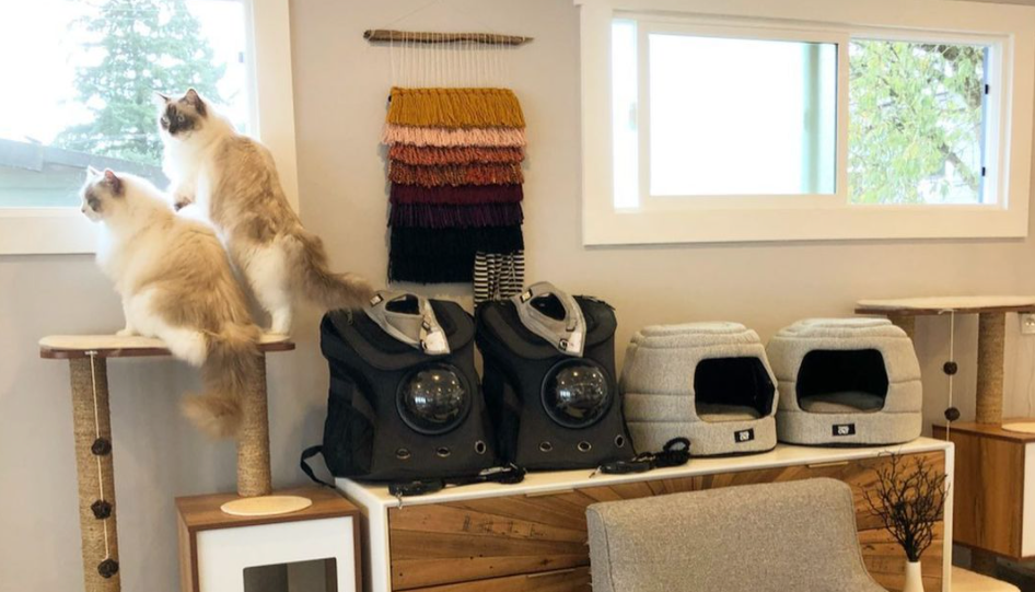 Travel Cat Tuesday: Meet Birch & Luna, Adventure Cats Living in Luxury