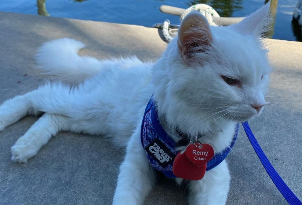 Travel Cat Tuesday: Adopted Senior Kitties Remy & Mocha