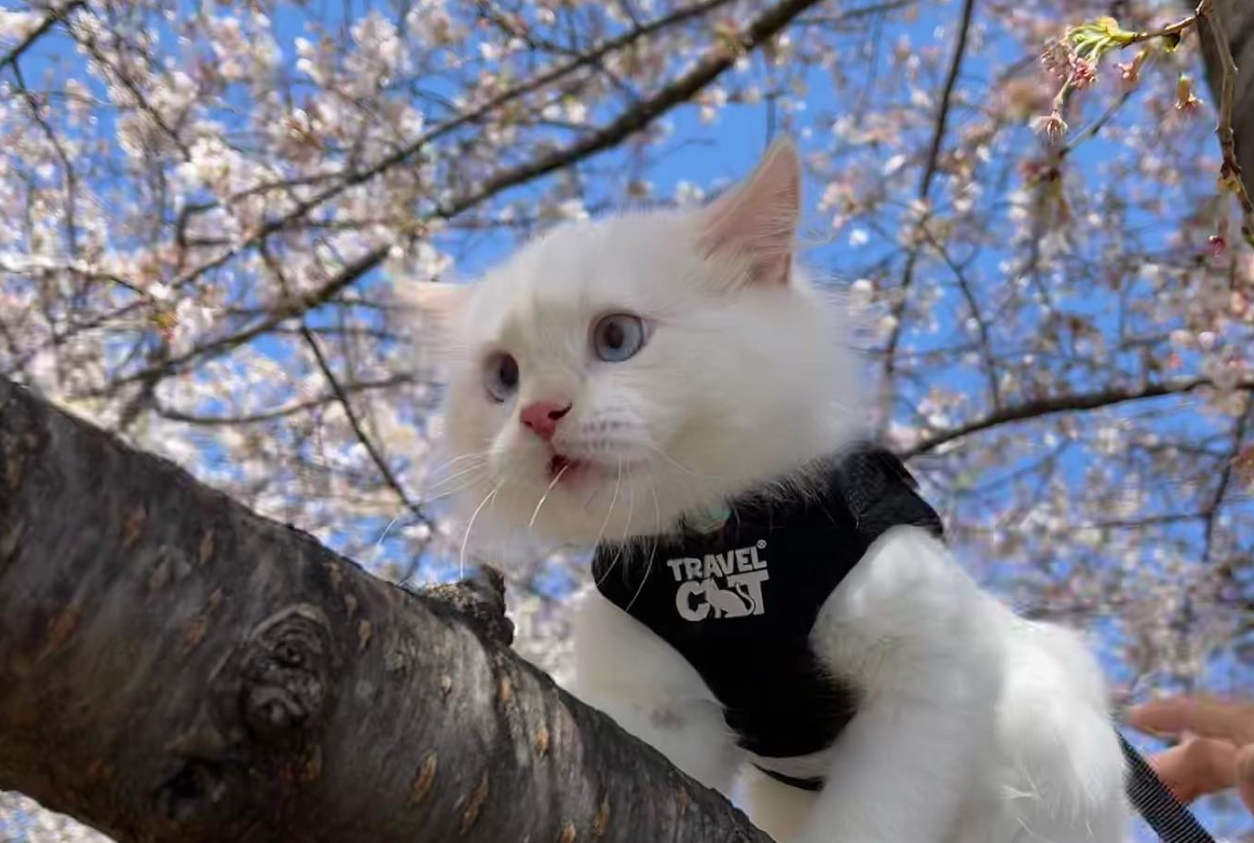 Scooter-Riding Adventure Kitten Takes on Washington D.C.