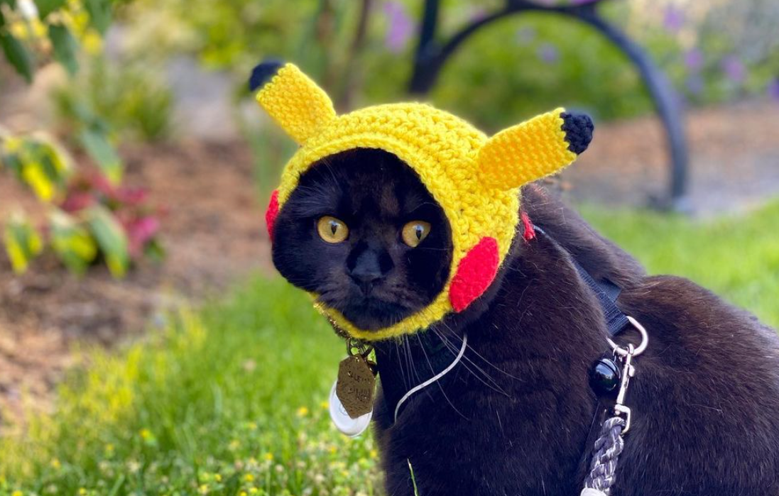 Salem, the Magical, Hat-Wearing, Black Adventure Cat