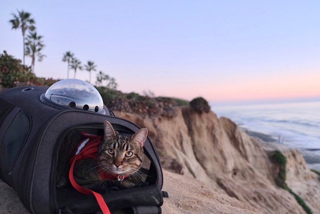 The Fat Cat Backpack Carrier for Larger Cats
