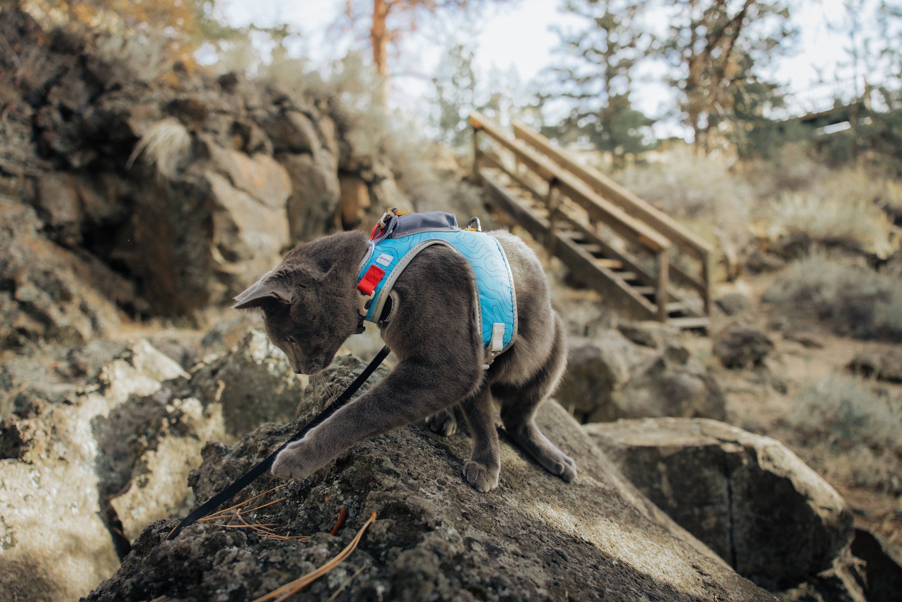 Which Cat Harness Style Is The Best?