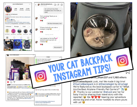 6 Important Instagram Tips for Pet Stores that Will Drive Business and Foot-Traffic