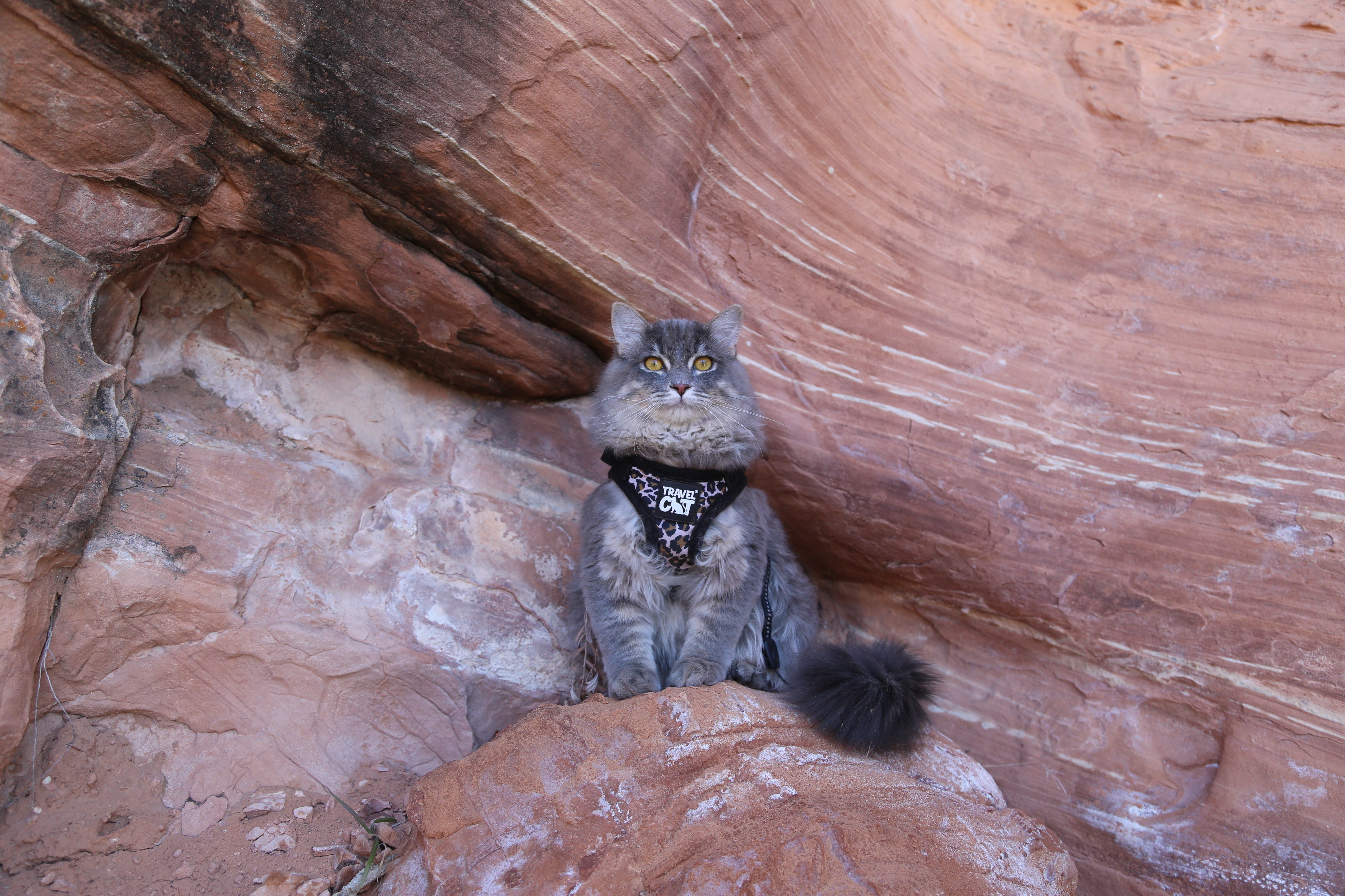 17 Cats Who are More Adventurous than You