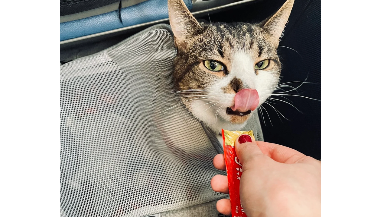 The Best High Value Cat Treats