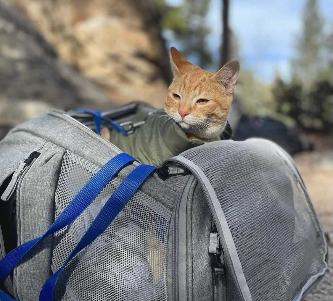Travel Cat Tuesday: Griffin and the Wide, Wonderful World