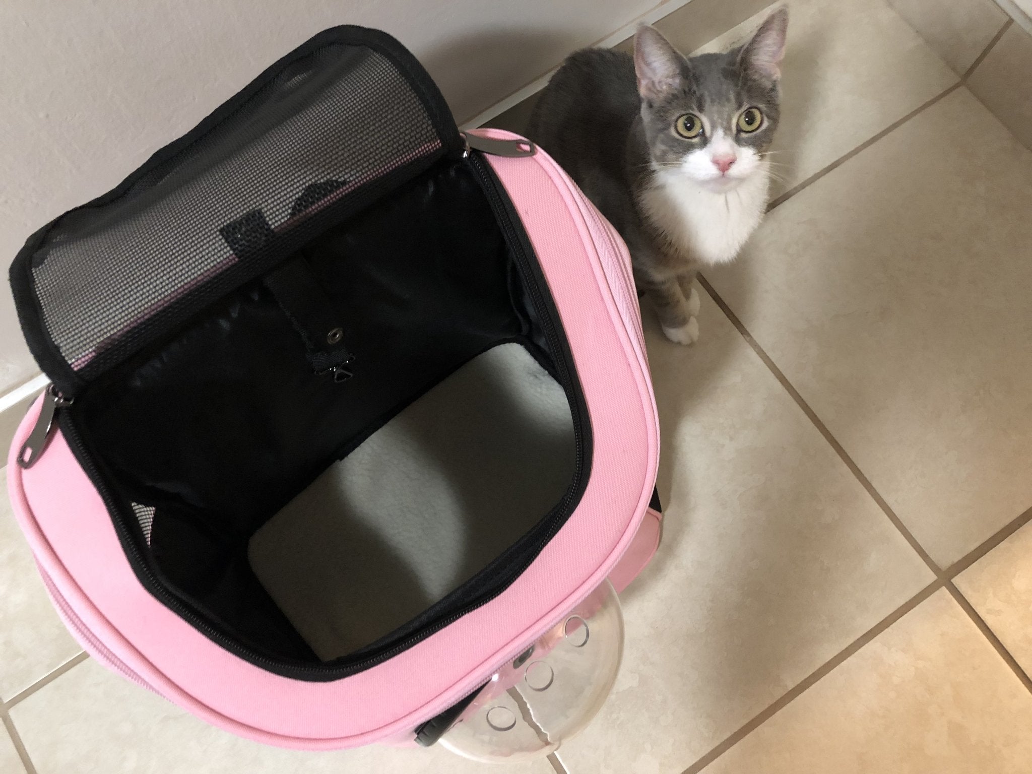 Review and Walk-Through: "The Fat Cat" Cat Backpack Bubble Carrier