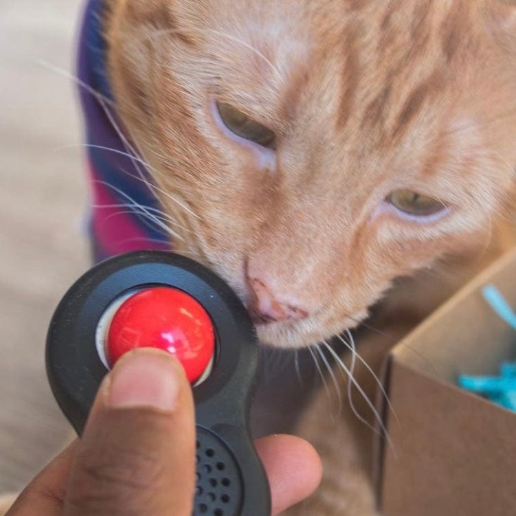 Everything You Need to Know About Clicker Training Your Cat