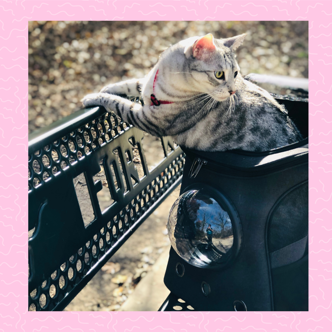 Tiggy: Your Cat Backpack Featured Feline